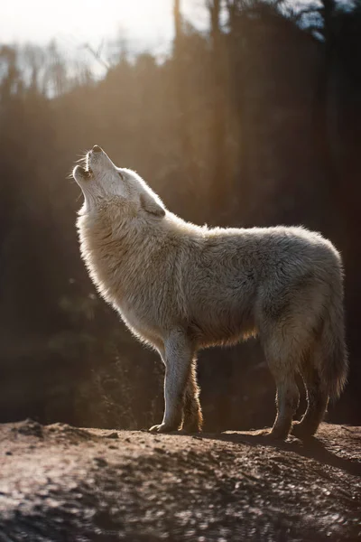 Kuzey Kutbu Kurdu (Canis lupus tundrarum) ormandaki güzel hayvan