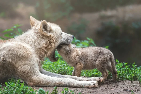 Lobo Ártico Canis Lupus Tundrarum Famale Con Cachorro —  Fotos de Stock