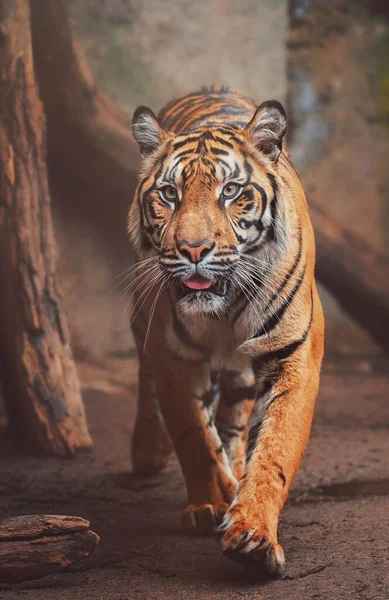 Sumatra kaplanı (Panthera tigris sumatrae) güzel bir hayvan ve onun portresi