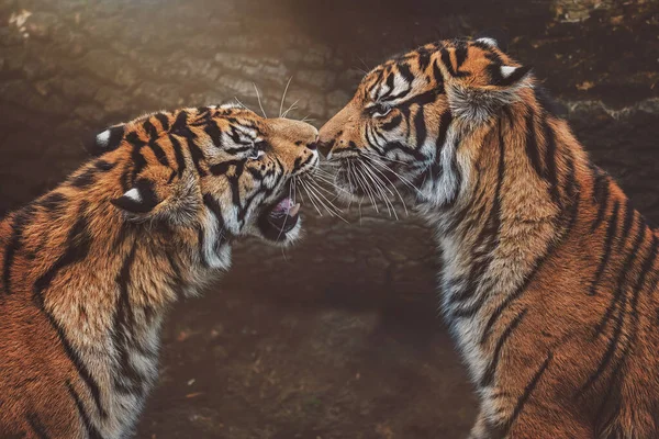 Sumatra kaplanı (Panthera tigris sumatrae) güzel bir hayvan ve onun portresi