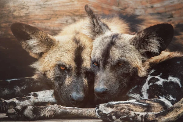 Afrykański Dziki Pies Lycaon Pictus Odpoczywający Razem — Zdjęcie stockowe