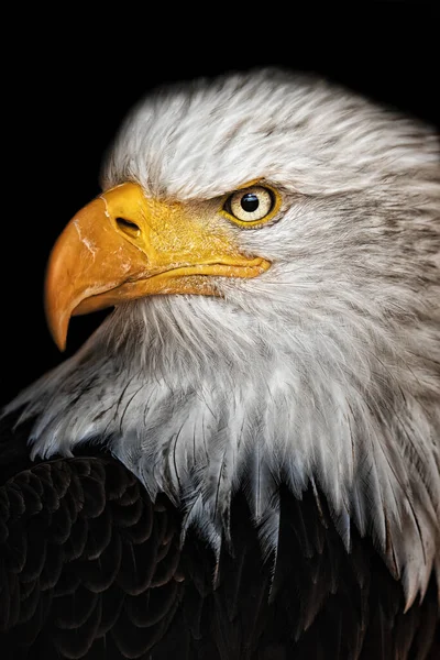 Kel Kartal (Haliaeetus leucocephalus) bu yırtıcının başının ayrıntıları