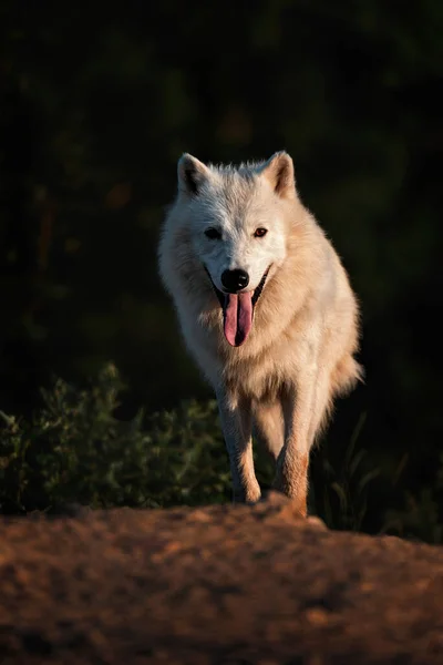 Lobo Ártico Canis Lupus Tundrarum Pôr Sol — Fotografia de Stock