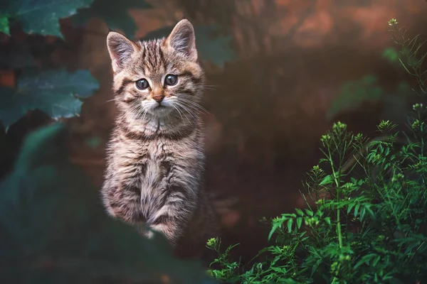 Avrupa vahşi kedisi (Felis silvestris) kedi yavrusu portresi