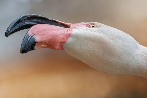 Flamingolar (Phoenicopteridae) detaylı portre