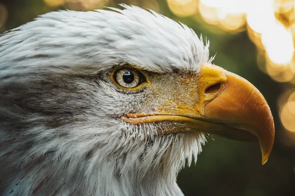 Kel Kartal (Haliaeetus leucocephalus) bu yırtıcının başının ayrıntıları
