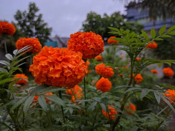 Naturalne Marigold Kwiaty Ogrodzie — Zdjęcie stockowe