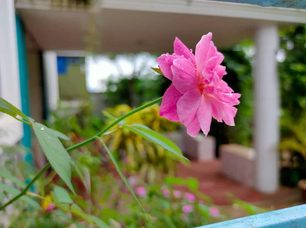 Nice Rose Flowers Garden — Stock Photo, Image