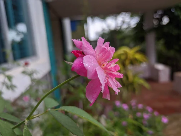 花园里漂亮的玫瑰花 — 图库照片