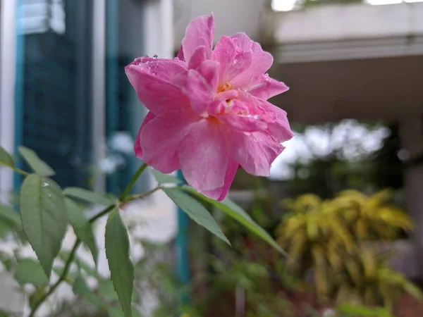 花园里漂亮的玫瑰花 — 图库照片