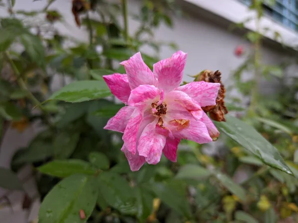 花园里漂亮的玫瑰花 — 图库照片