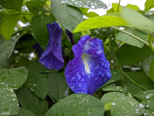 Fioletowy Poranek Chwała Kwiat Ogrodzie — Zdjęcie stockowe