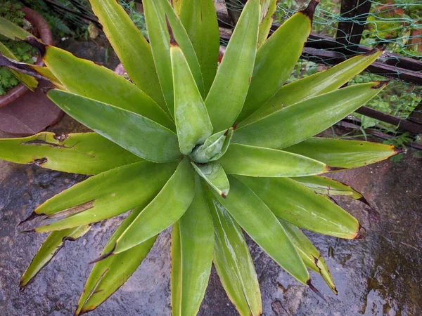 在花园里 绿色的Agave Attenuata — 图库照片