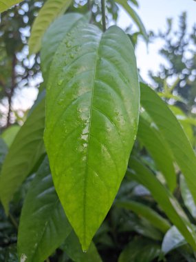 Bahçedeki bir ağacın yaprakları