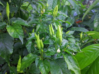 Bahçedeki yaprağın etrafında yeşil biber.