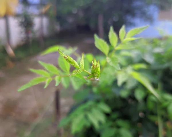 Uma Árvore Floração Verde Jardim — Fotografia de Stock