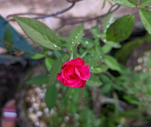 Nice Red Rose Flower — Stock Photo, Image