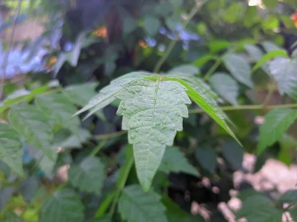 Daun Hijau Alami Dengan Latar Belakang Hijau — Stok Foto