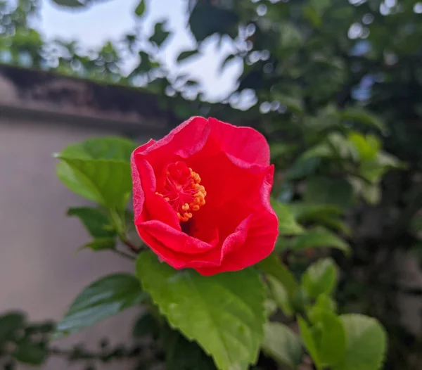 Прекрасные Естественные Красные Цветы Саду — стоковое фото