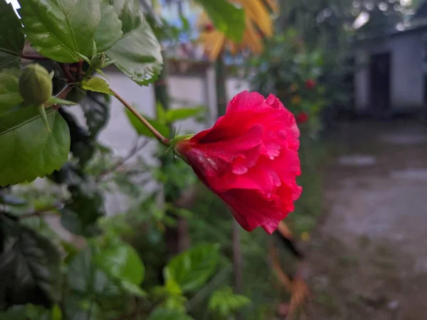 花园里美丽的天然红花 — 图库照片