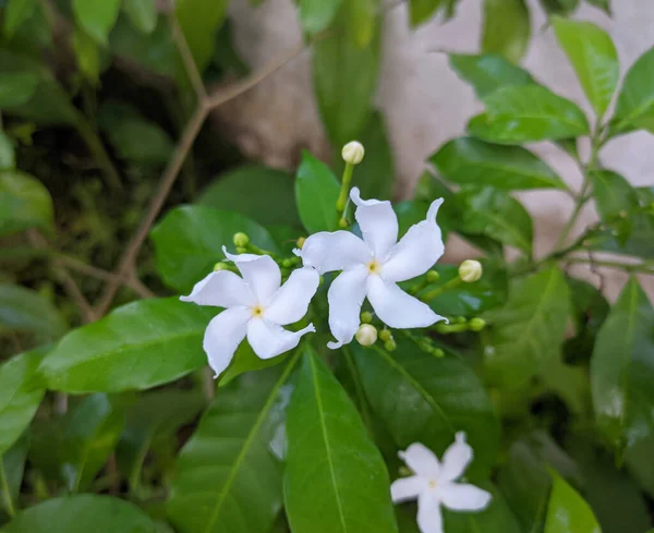 White Jasmine Flowers Green Leaves — Stock Photo, Image