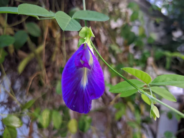 美丽的晨光 花园中的花朵 — 图库照片