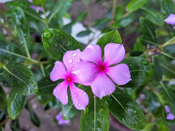 Ładny Różowy Periwinkle Kwiat Ogrodzie — Zdjęcie stockowe