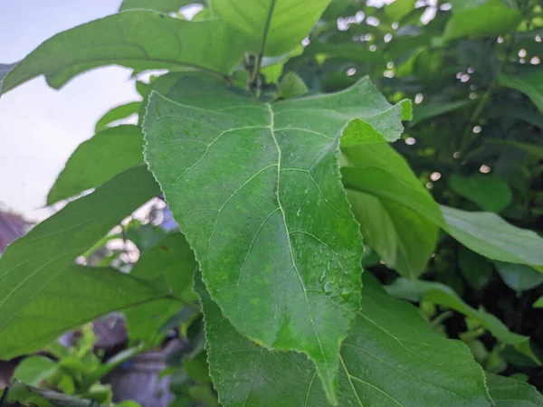 Bahçedeki Bir Ağacın Yaprakları — Stok fotoğraf