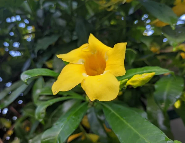 Натуральный Желтый Олеандр Саду — стоковое фото