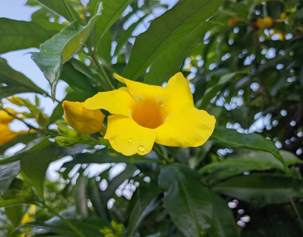 Натуральна Жовта Квітка Олеандр Саду — стокове фото