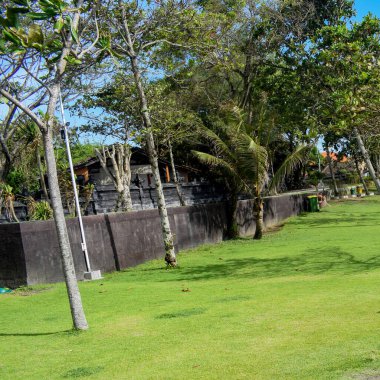 Dalları ve bitkileri olan büyük bir ağaç, doğadaki büyük ağaçlar, sabahları ormandaki büyük ve uzun bir ağacın manzarası.