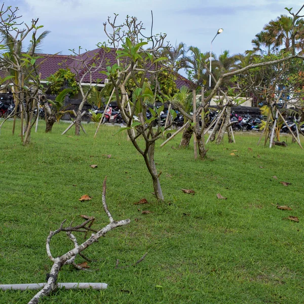 Großer Baum Mit Ästen Und Land Mit Kräutern Große Bäume — Stockfoto