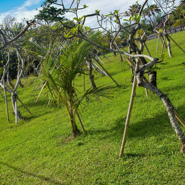 Grote Boom Met Takken Land Met Kruiden Grote Bomen Natuur — Stockfoto