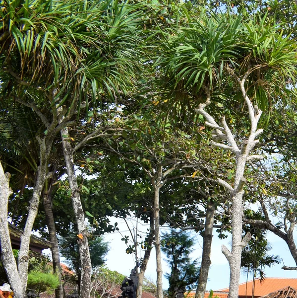 Árbol Grande Con Ramas Tierra Con Hierbas Grandes Árboles Naturaleza — Foto de Stock