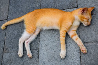 Kedi gündüzleri yerde uyuyor.