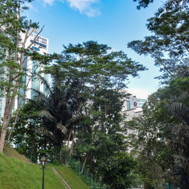 Dalları ve bitkileri olan büyük bir ağaç, doğadaki büyük ağaçlar, sabahları ormandaki büyük ve uzun bir ağacın manzarası.