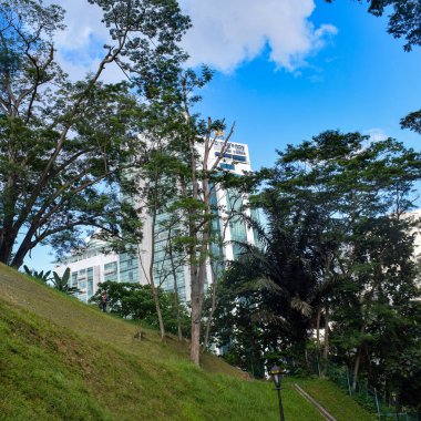 Dalları ve bitkileri olan büyük bir ağaç, doğadaki büyük ağaçlar, sabahları ormandaki büyük ve uzun bir ağacın manzarası.