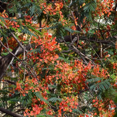 Dalları ve bitkileri olan büyük bir ağaç, doğadaki büyük ağaçlar, sabahları ormandaki büyük ve uzun bir ağacın manzarası.