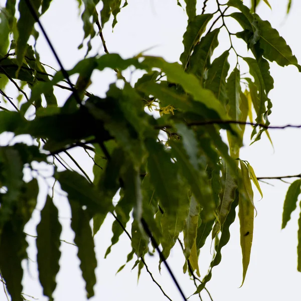 Fondo Hojas Verdes Rama Árbol Verde Aislada — Foto de Stock