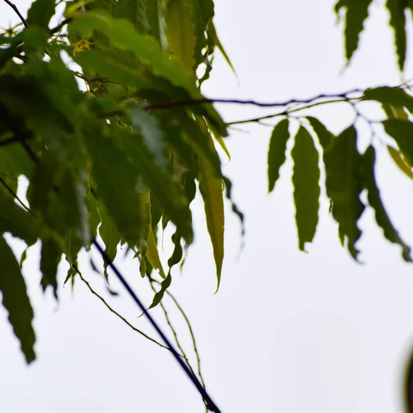 Fondo Hojas Verdes Rama Árbol Verde Aislada — Foto de Stock