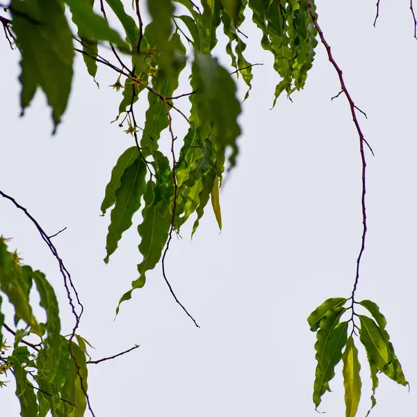 Fondo Hojas Verdes Rama Árbol Verde Aislada — Foto de Stock