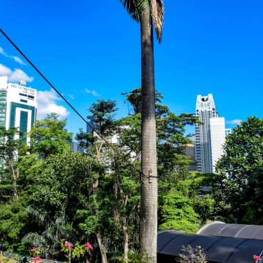 Dalları ve bitkileri olan büyük bir ağaç, doğadaki büyük ağaçlar, sabahları ormandaki büyük ve uzun bir ağacın manzarası.