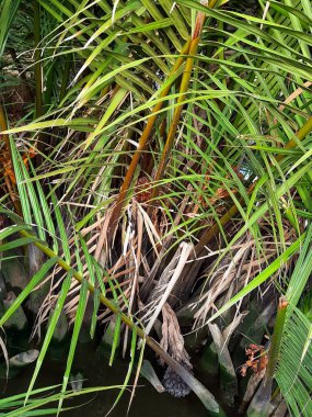 Akşam saatlerinde Malacca Nehri manzarası, güzel aydınlatılmış bar ve müzikli popüler bir gece hayatı mekanı, Malacca 'daki Malacca Nehri' nin (Melaka) akşam manzarası, Malezya