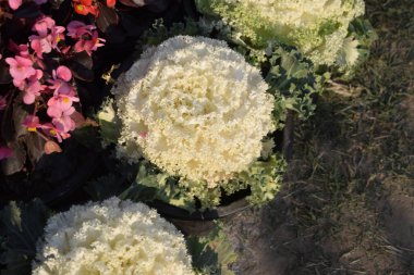 Her yıl Delhi NCR 'de düzenlenen Noida Çiçek Fuarı' nda gösterilen çok renkli güzel çiçekler, her yıl düzenlenen çiçek fuarında taze çiçekler ve yeşil bitkiler.