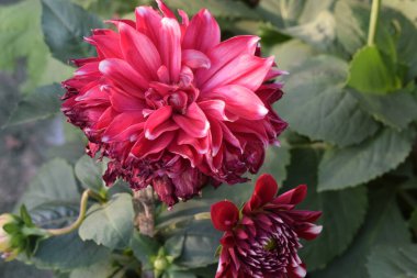 Her yıl Delhi NCR 'de düzenlenen Noida Çiçek Fuarı' nda gösterilen çok renkli güzel çiçekler, her yıl düzenlenen çiçek fuarında taze çiçekler ve yeşil bitkiler.