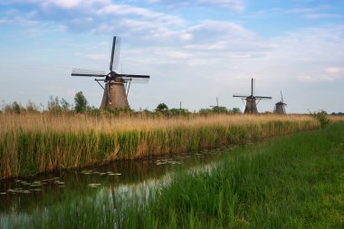 Hollanda - Kinderdijk, açık hava yel değirmenleri müzesi. Üç değirmen uzun çimenlerin üzerinde duruyor, değirmenlerin önünde su kanalı zambak yapraklarıyla kaplı. Önünde yeşil çimen şeridi