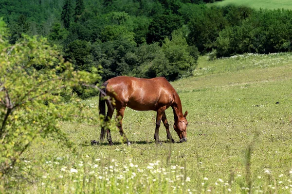 Thoroughbred brown horse grazing on a green field. In the foreground a shrub in the background of green deciduous trees. Beautiful light.