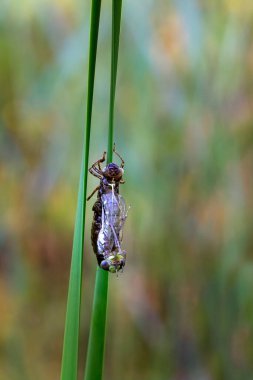 Aeshna siyanea - Mavi Yumruk, sazlık yaprağında yumurtadan çıkan bir yumruk. Yaprağın üzerinde soyulmuş kahverengi bir koza ve sabah güneşi tarafından aydınlatılan taze bir yumruk var..