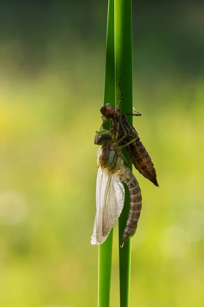 Odonata Dragonfly Trollslända Kläcks Ett Rörblad Bladet Strippad Brun Remsa — Stockfoto