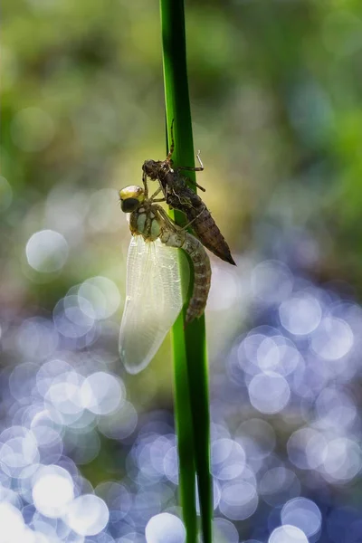 Odonata Vážky Líhnutí Rákosí Rákosovém Listu Hnědý Proužek Čerstvě Vylíhnutá — Stock fotografie